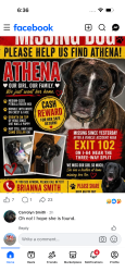 Lost Female Dog last seen I-64 Near the 3-Way Split, Charleston, WV 25305