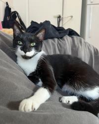 Lost Female Cat last seen Nw 5th avenue , Oakland Park, FL 33309