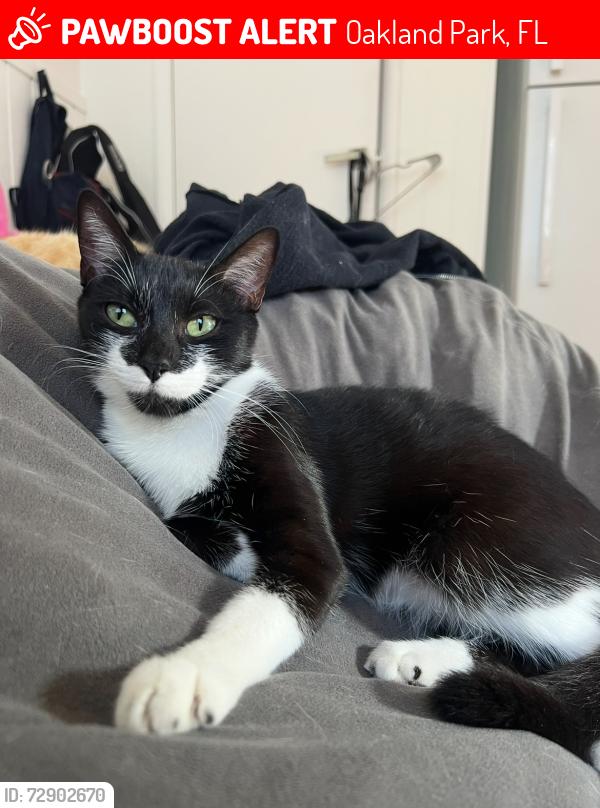 Lost Female Cat last seen Nw 5th avenue , Oakland Park, FL 33309