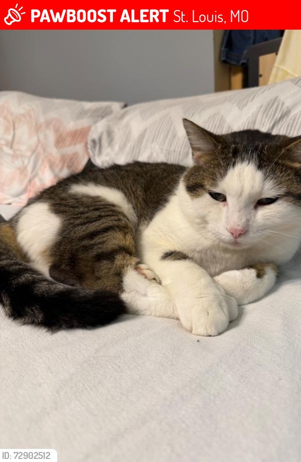 Lost Male Cat last seen Chambers rd, St. Louis, MO 63137