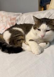 Lost Male Cat last seen Chambers rd , St. Louis, MO 63137