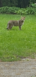 Found/Stray Unknown Cat last seen North Summit Avenue Highland Park IL, Highland Park, IL 60040