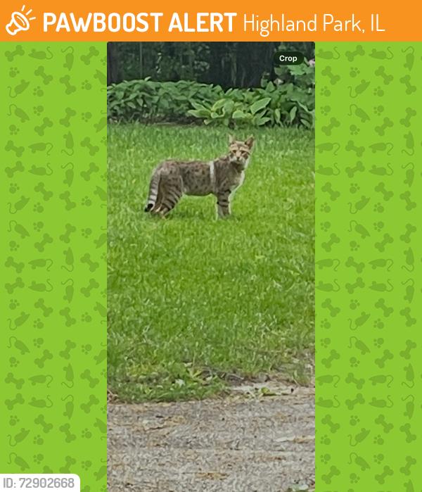Found/Stray Unknown Cat last seen North Summit Avenue Highland Park IL, Highland Park, IL 60040