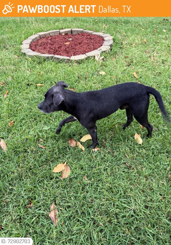 Found/Stray Male Dog last seen Walnut, Dallas, TX 75220
