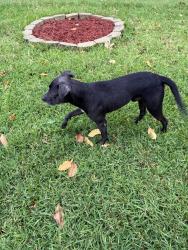 Found/Stray Male Dog last seen Walnut, Dallas, TX 75220