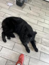 Lost Male Dog last seen Bexar county jail, San Antonio, TX 78207
