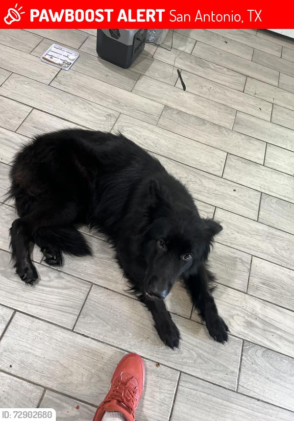 Lost Male Dog last seen Bexar county jail, San Antonio, TX 78207
