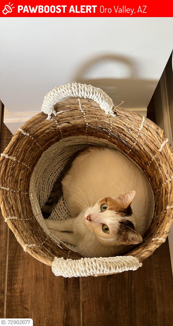 Lost Female Cat last seen Honey Bee Canyon, Oro Valley, AZ 85755