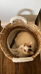 Lost Female Cat last seen Honey Bee Canyon, Oro Valley, AZ 85755