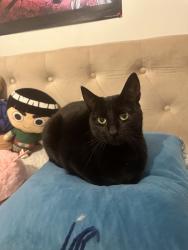 Lost Female Cat last seen Near clinton ave, Berwyn, IL 60402