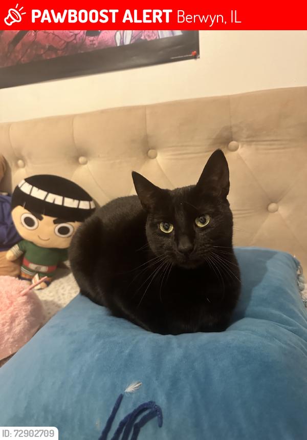 Lost Female Cat last seen Near clinton ave, Berwyn, IL 60402