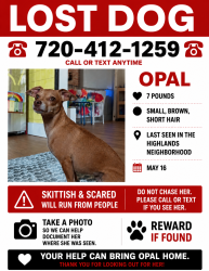 Lost Female Dog last seen HAPPY CAMPER / AVANTI, Denver, CO 80211