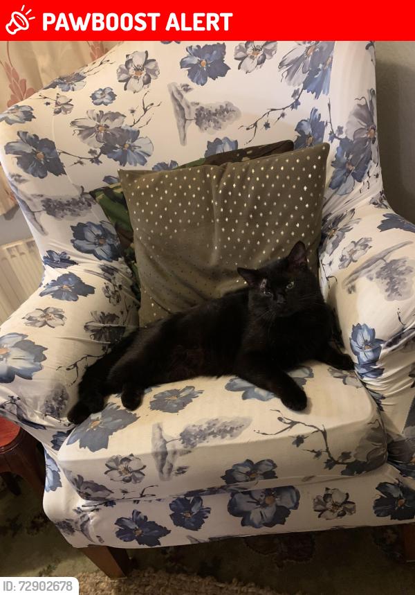 Lost Male Cat last seen Royds Hall Avenue , West Yorkshire, England BD6 1HG