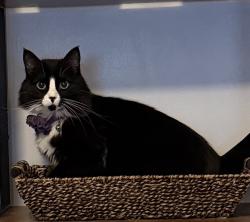 Reunited Female Cat last seen Near N Main Street Centerville , Centerville, UT 84014