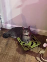 Lost Male Cat last seen Rossindel road , Greater London, England TW3 3QN
