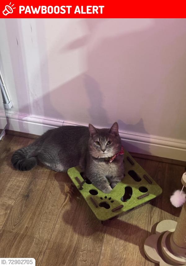 Lost Male Cat last seen Rossindel road , Greater London, England TW3 3QN