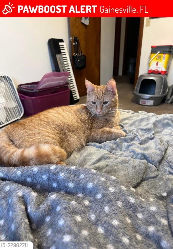 Lost Female Cat last seen Addison lane apmts, Senor Suds laundry mat , Gainesville, FL 32607