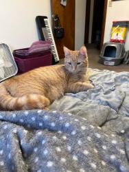Lost Female Cat last seen Addison lane apmts, Senor Suds laundry mat , Gainesville, FL 32607