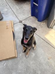 Found/Stray Female Dog last seen Montiel Park Neighborhood , Country Club, CA 92026
