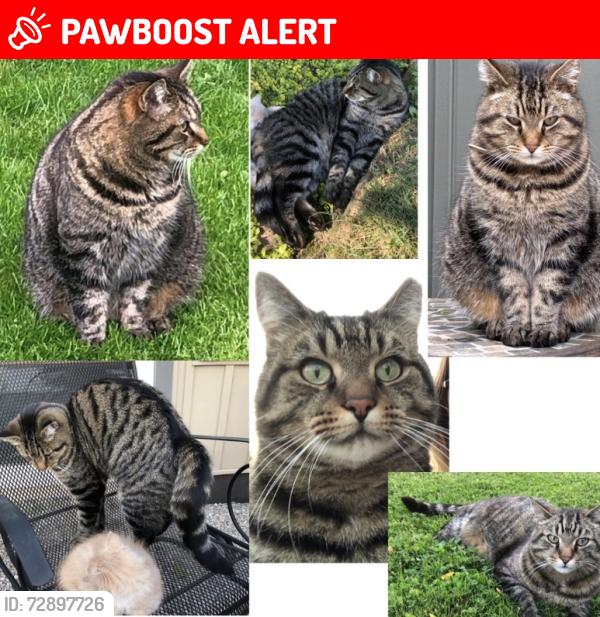 Lost Male Cat last seen Richmond Street, Ilderton Road, Middlesex Centre, ON N0M 2A0