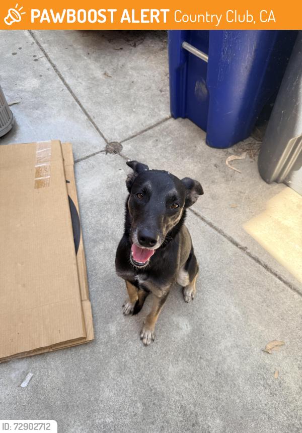 Found/Stray Female Dog last seen Montiel Park Neighborhood , Country Club, CA 92026