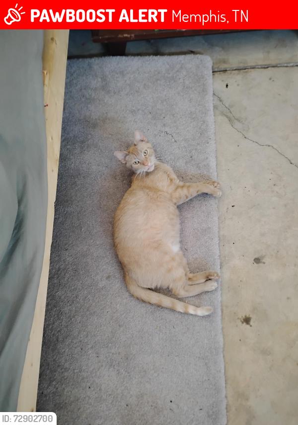 Lost Female Cat last seen Tiene un mes que tubo sus bebés , Memphis, TN 38125