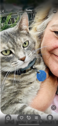 Lost Female Cat last seen Dorf and Wienburg Dr, Moraine, OH 45439