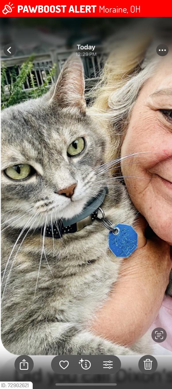 Lost Female Cat last seen Dorf and Wienburg Dr, Moraine, OH 45439