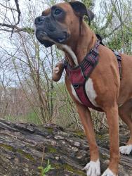 Reunited Female Dog last seen Frontier park 6th street, Erie, PA 16505