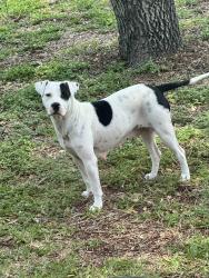 Found/Stray Female Dog last seen Ralston Ave. , Corpus Christi, TX 78404
