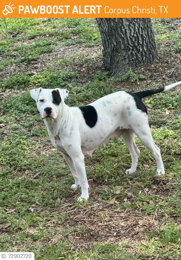 Found/Stray Female Dog last seen Ralston Ave. , Corpus Christi, TX 78404