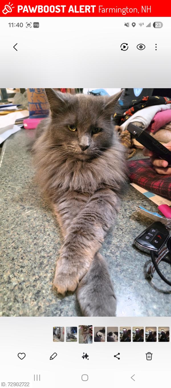 Lost Male Cat last seen Union St, Farmington, Farmington, NH 03835
