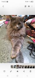 Lost Male Cat last seen Union St, Farmington, Farmington, NH 03835