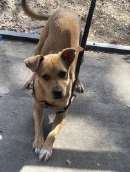 Reunited Female Dog last seen Ashton Ct, Orlando, FL 32817, USA, Orlando, FL 32817