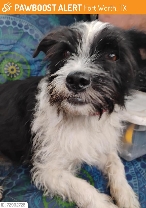 Found/Stray Female Dog last seen Near scrapyard ft worth tx , Fort Worth, TX 76135