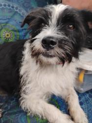 Found/Stray Female Dog last seen Near scrapyard ft worth tx , Fort Worth, TX 76135
