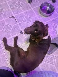 Found/Stray Female Dog last seen Chartres and Orleans, Mobile, AL 36606