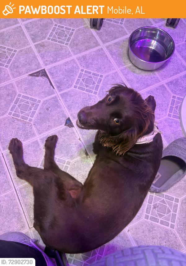 Found/Stray Female Dog last seen Chartres and Orleans, Mobile, AL 36606