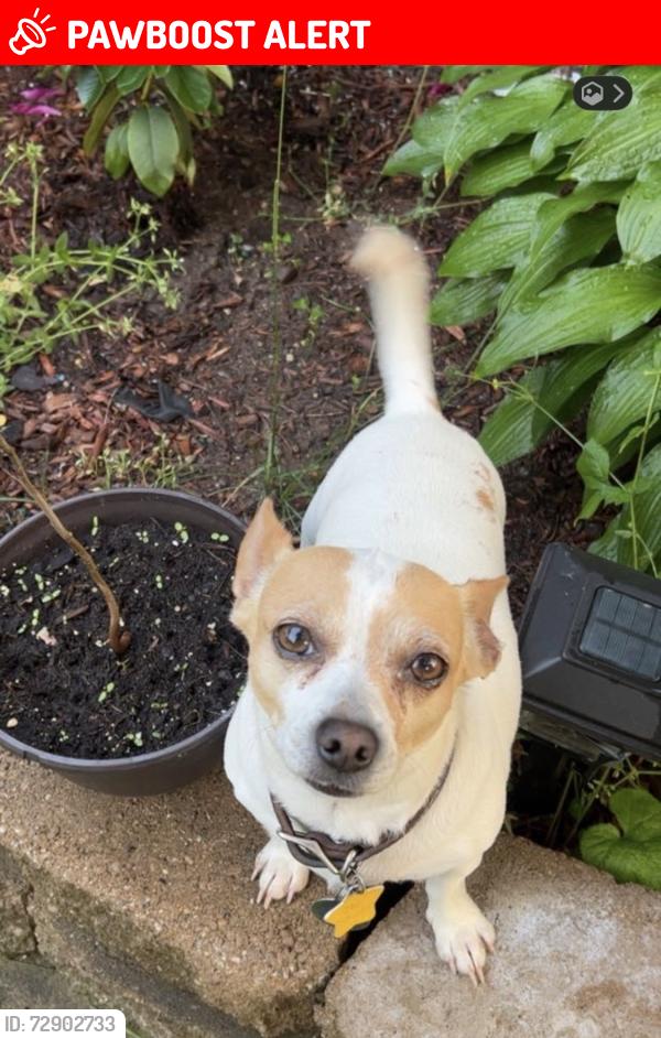 Lost Male Dog last seen Elizabeth lake and Avery , Waterford Township, MI 48328
