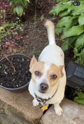 Lost Male Dog last seen Elizabeth lake and Avery , Waterford Township, MI 48328
