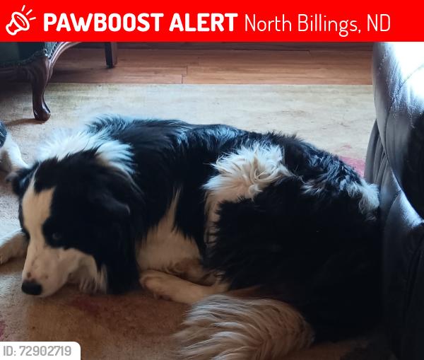 Lost Male Dog last seen 15 miles NW OF BELFIELD, Belfield, ND 58622