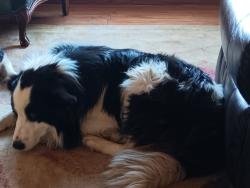 Lost Male Dog last seen 15 miles NW OF BELFIELD, Belfield, ND 58622