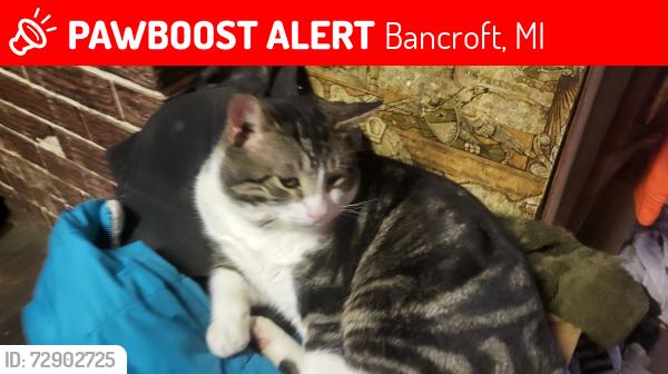 Lost Male Cat last seen Mason street & 2nd street, Bancroft, MI 48414