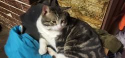 Lost Male Cat last seen Mason street & 2nd street , Bancroft, MI 48414