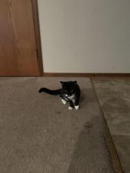 Lost Male Cat last seen Fredmeyers , Sumner, WA 98390