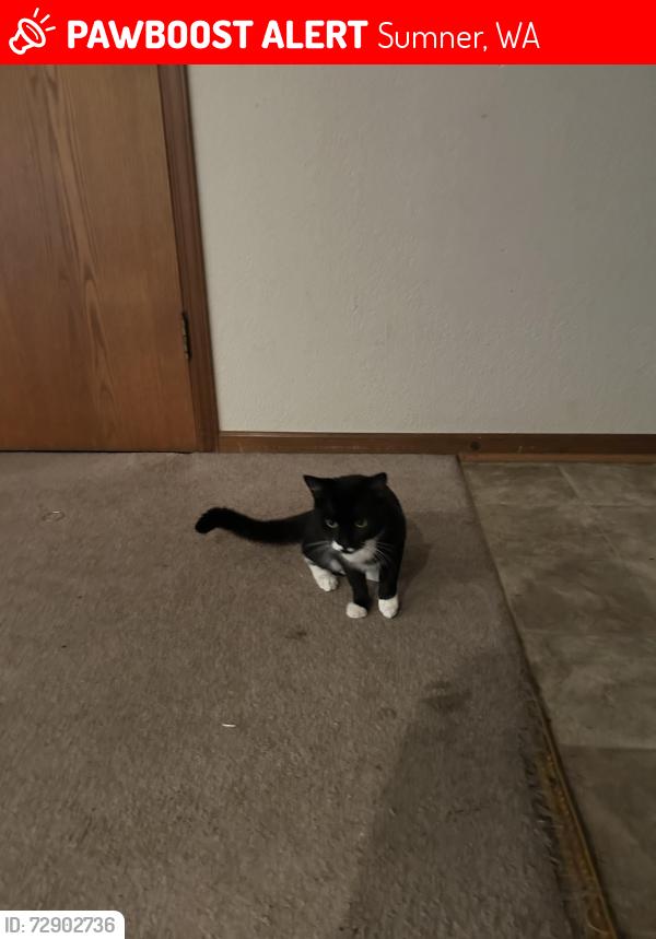 Lost Male Cat last seen Fredmeyers , Sumner, WA 98390