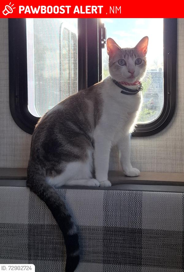 Lost Female Cat last seen Black mesa winery and cider ,velerde new mexico , Velarde, NM 87582