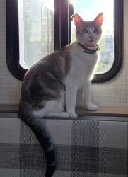 Lost Female Cat last seen Black mesa winery and cider ,velerde new mexico , Velarde, NM 87582