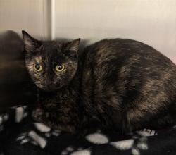 Shelter Stray Female Cat last seen Near BLOCK S 6400 W, WEST VALLEY CITY UT 84128, Salt Lake City, UT 84120