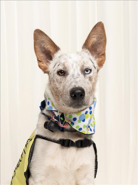 Shelter Stray Male Dog last seen , Los Angeles, CA 90025